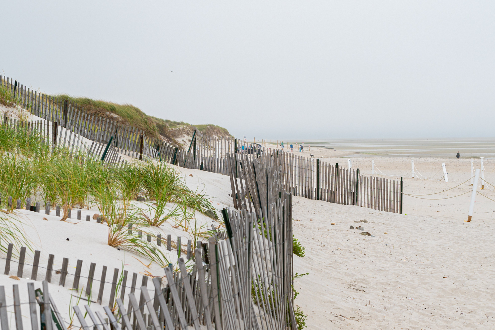 LIFE IN MOCEAN - MOCEAN Cape Cod